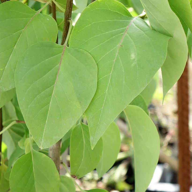 Lilas commun - Syringa vulgaris Kindy Rose (Feuillage)