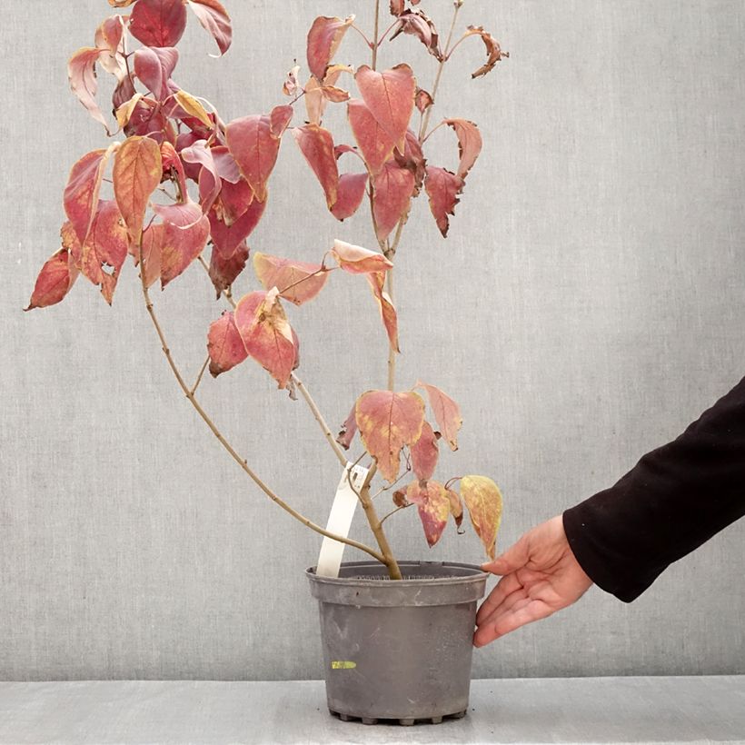 Spécimen de Lilas commun - Syringa vulgaris Znamya Lenina Pot de 4L/5L tel que livré en automne