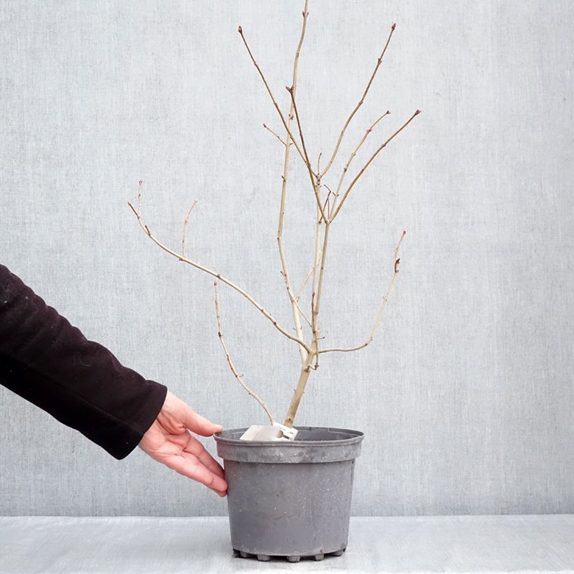 Spécimen de Lilas commun - Syringa vulgaris Znamya Lenina Pot de 4L/5L tel que livré en hiver