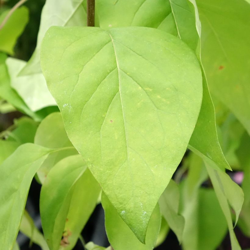 Lilas commun - Syringa vulgaris Znamya Lenina (Feuillage)