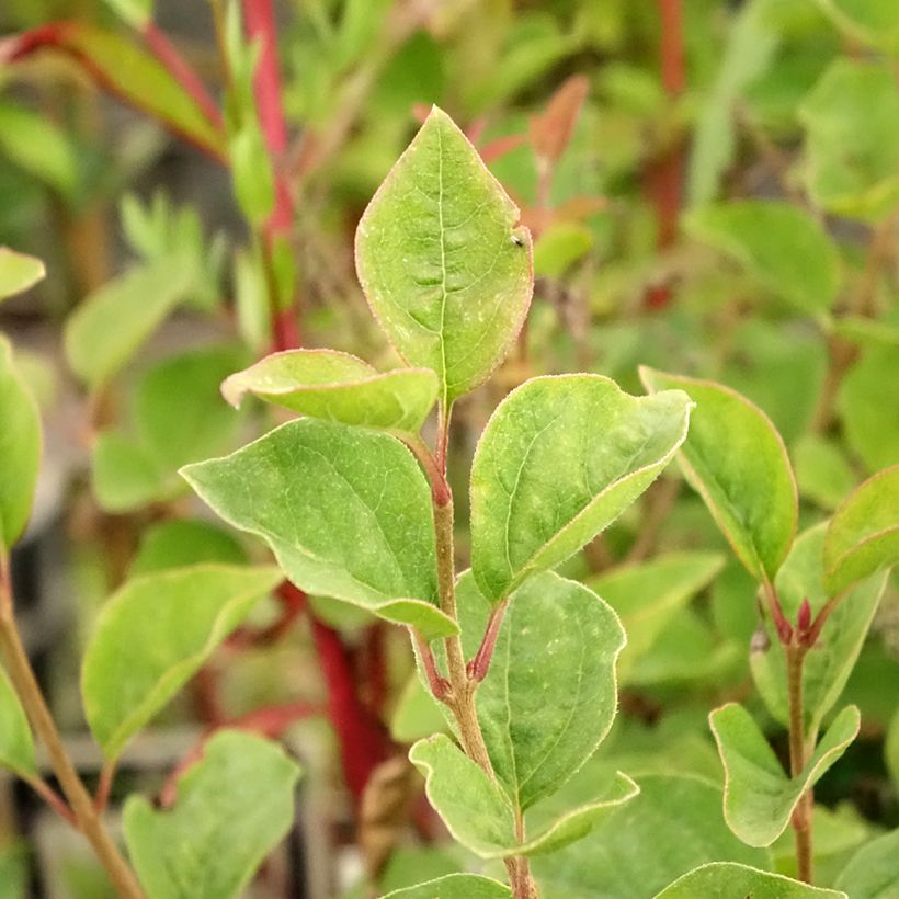 Lilas de Chine - Syringa Josée (Foliage)