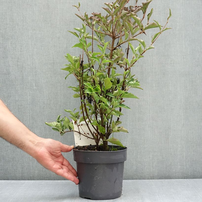 Spécimen de Lilas de Chine - Syringa patula Violet Uprising Pot de 3L/4L tel que livré en été