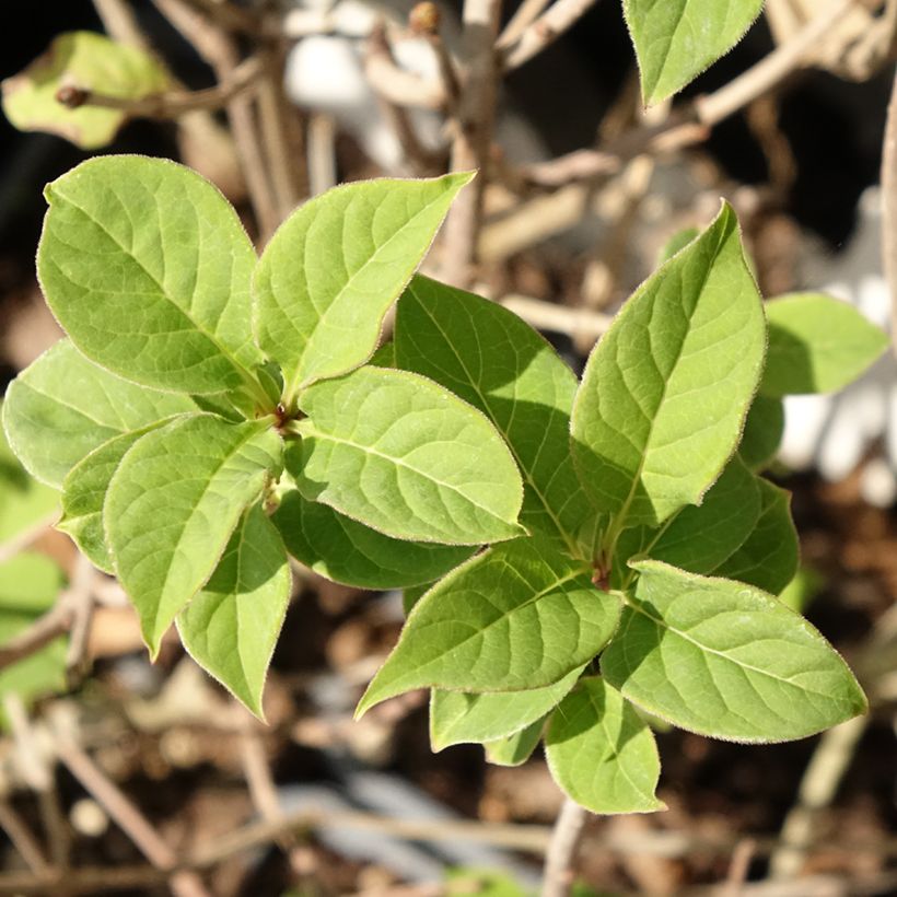 Lilas de Hongrie - Syringa josikaea (Foliage)