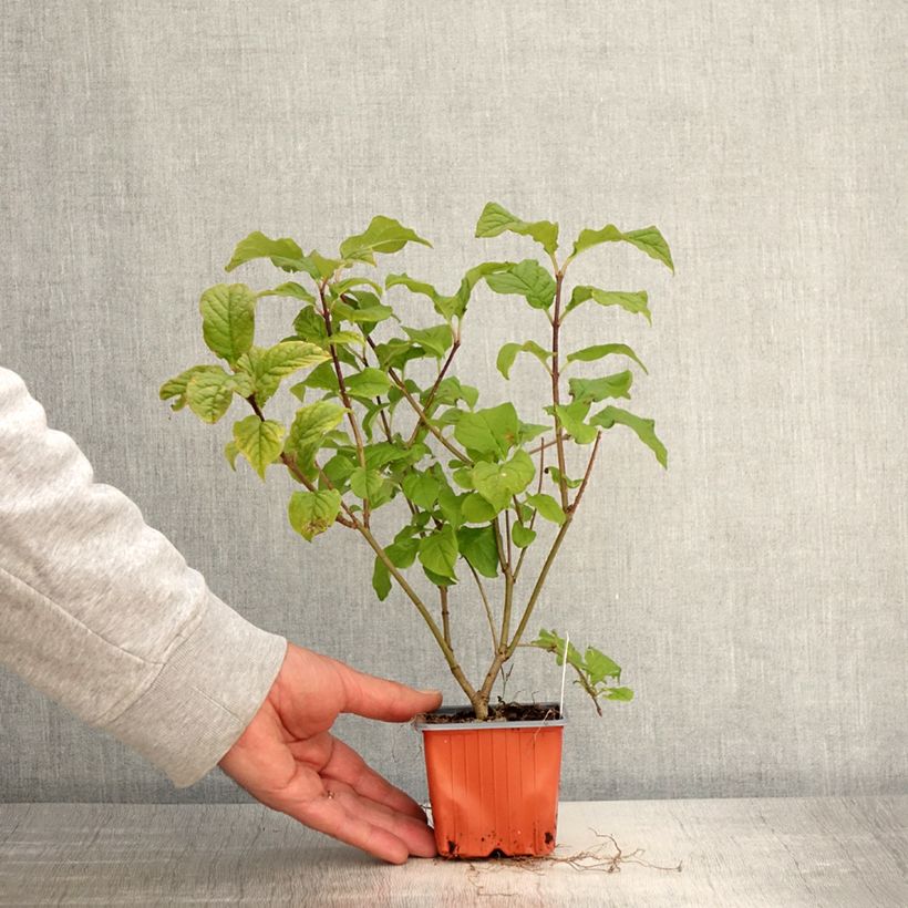 Example of Lilas de Hongrie - Syringa josikaea Godet de 8/9 cm as you get in printemps