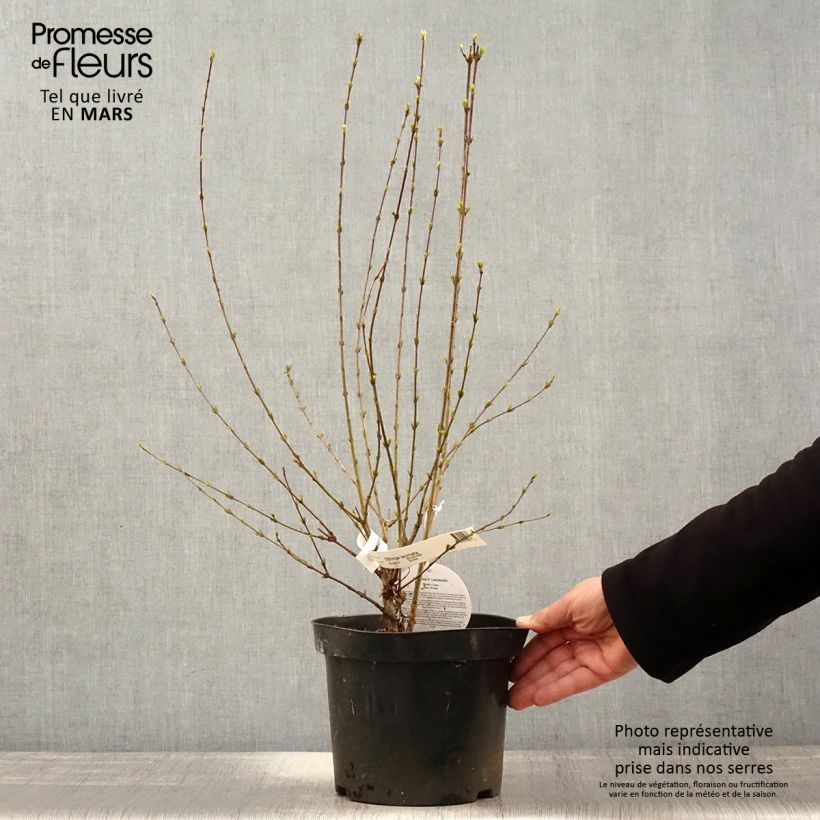 Example of Lilas de Perse - Syringa persica Laciniata Pot de 3L/4L as you get in printemps