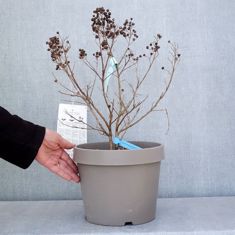 Spécimen de Lilas des Indes - Lagerstroemia indica Berry Dazzle Pot de 7,5L/10L, Touffe tel que livré au printemps