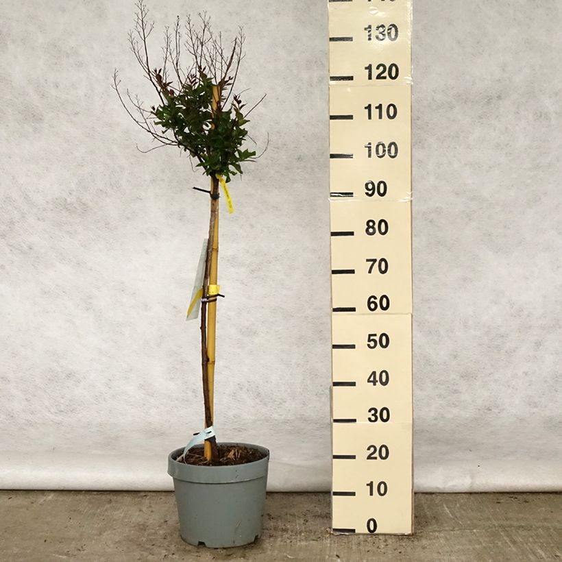 Example of Lagerstroemia indica Double Feature - Lilas des Indes Pot de 7,5L/10L, Demi-Tige as you get in printemps