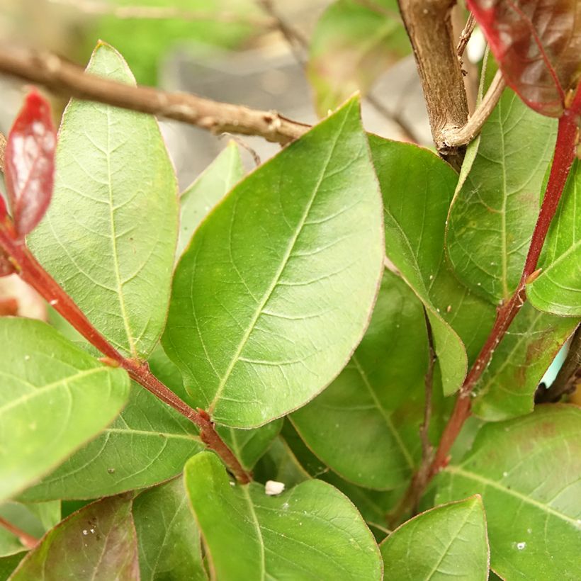 Lagerstroemia indica Double Feature - Lilas des Indes (Foliage)