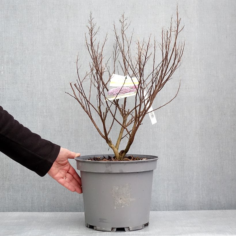 Spécimen de Lilas des Indes - Lagerstroemia indica Enduring Lavender Pot de 7,5L/10L tel que livré en hiver