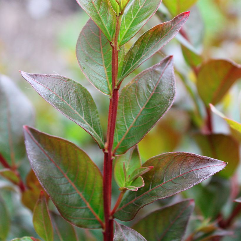 Lilas des Indes - Lagerstroemia indica Enduring Red (Foliage)