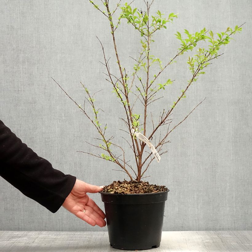 Example of Lilas des Indes - Lagerstroemia indica Enduring Red Pot de 3L/4L as you get in printemps