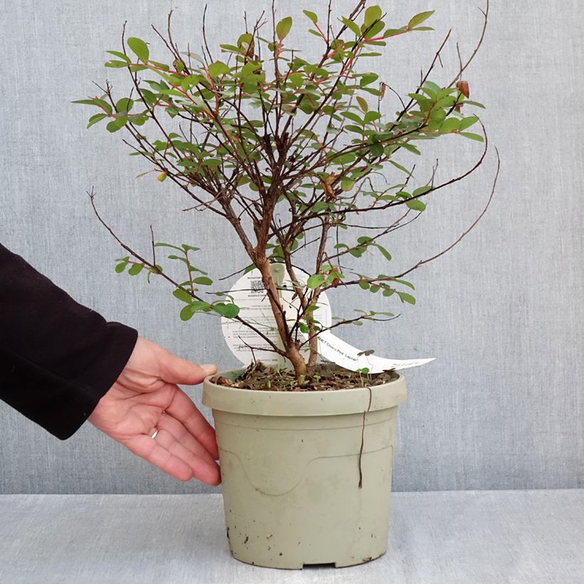 Spécimen de Lilas des Indes - Lagerstroemia indica Gourmet Choco Pink Pot de 4L/5L tel que livré en automne