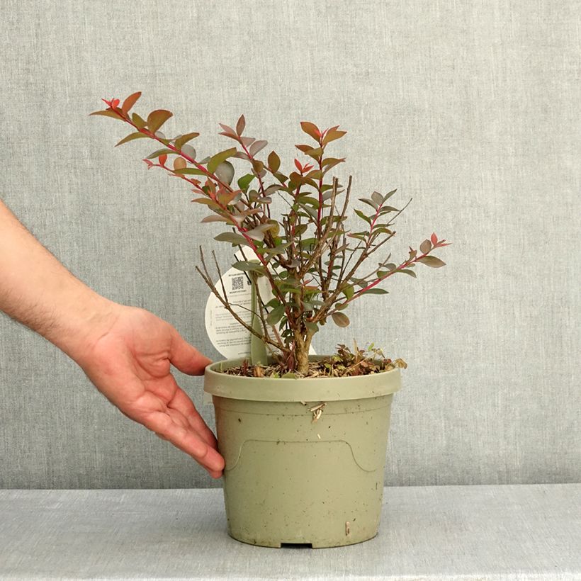 Spécimen de Lilas des Indes - Lagerstroemia indica Gourmet Choco Pink Pot de 4L/5L tel que livré au printemps