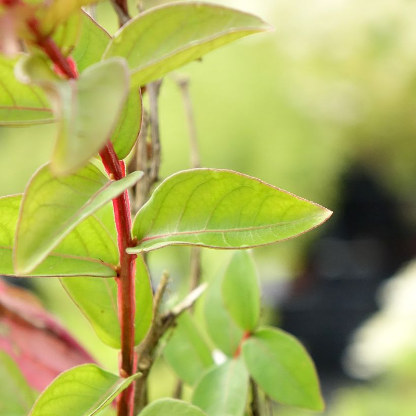 Lilas des Indes 'With Love Babe' (Foliage)