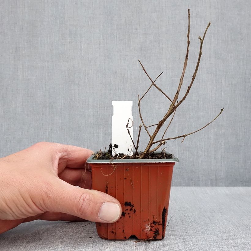 Example of Lilas des Indes 'With Love Babe' Godet de 8/9 cm as you get in printemps