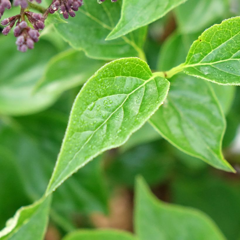 Lilas nain - Syringa Baby Kim (Feuillage)