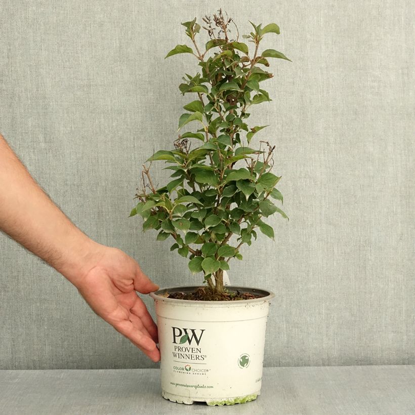 Spécimen de Lilas nain - Syringa Baby Kim Pot de 3L/4L tel que livré en été