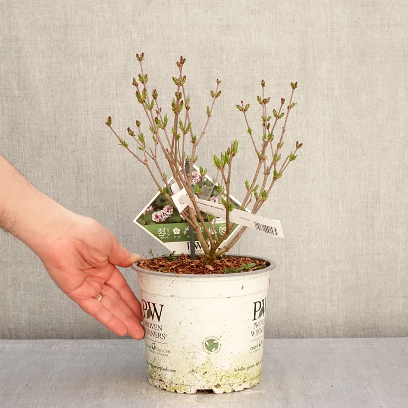 Example of Lilas nain - Syringa Baby Kim Pot de 3L/4L as you get in hiver