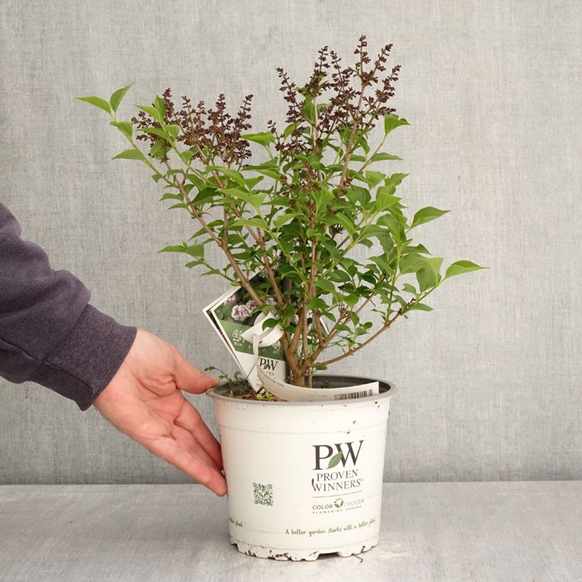Spécimen de Lilas nain - Syringa Baby Kim Pot de 3L/4L tel que livré au printemps