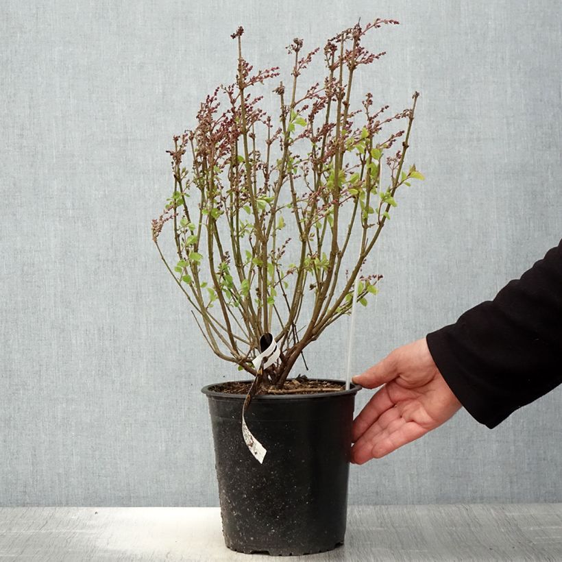Example of Lilas nain - Syringa meyeri Flowerfesta Pink Pot de 3L/4L as you get in printemps