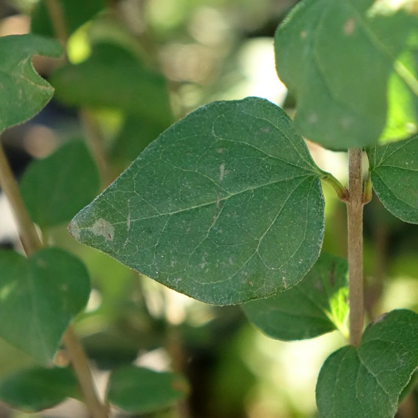 Lilas nain - Syringa meyeri Flowerfesta Purple (Foliage)