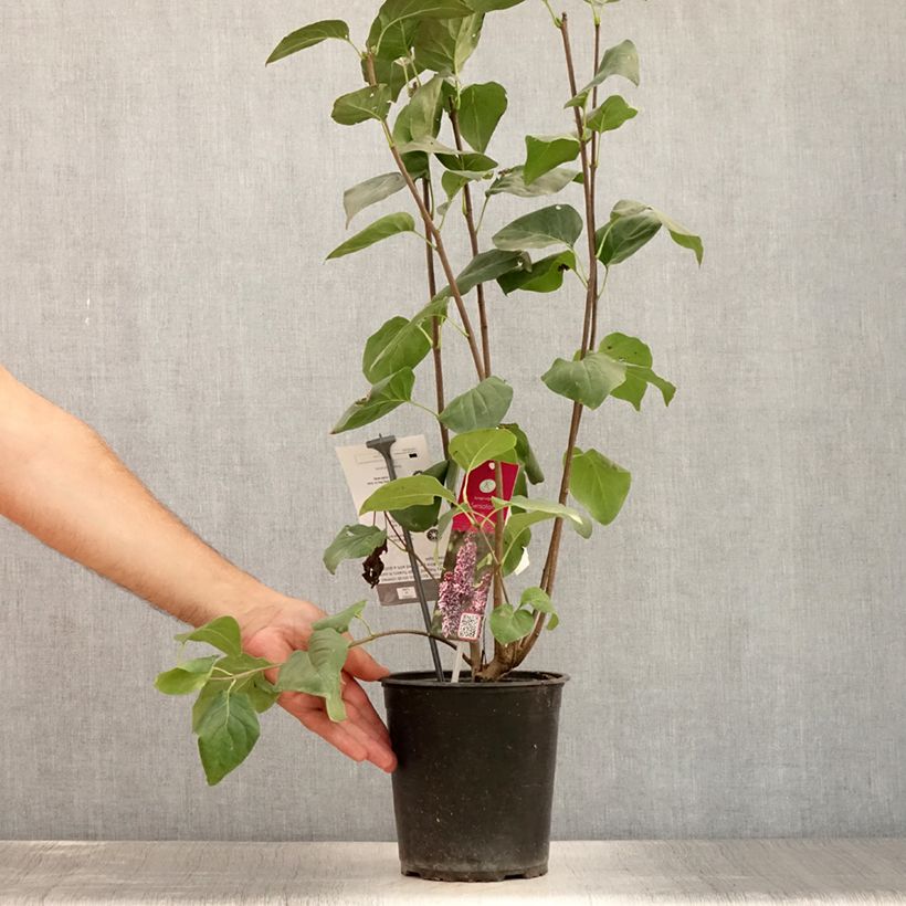 Spécimen de Lilas Sensation - Syringa vulgaris Pot de 3L/4L, Buisson, 3/4 branches tel que livré en été