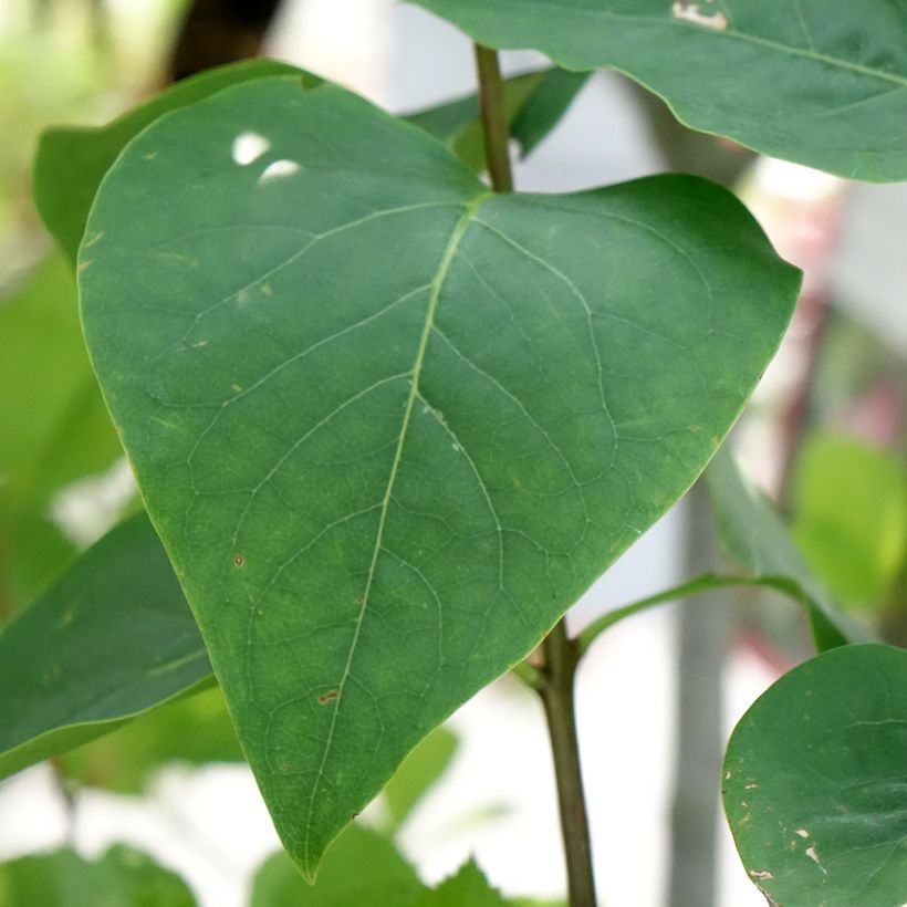 Lilas Sensation - Syringa vulgaris (Foliage)