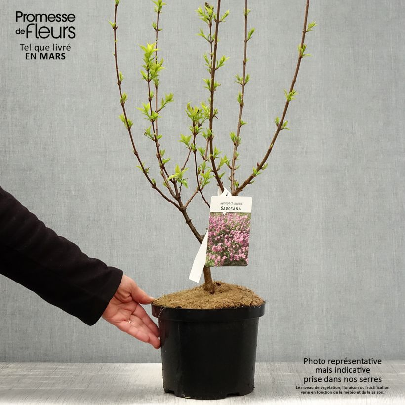 Example of Lilas - Syringa chinensis Saugeana Pot de 2L/3L as you get in printemps