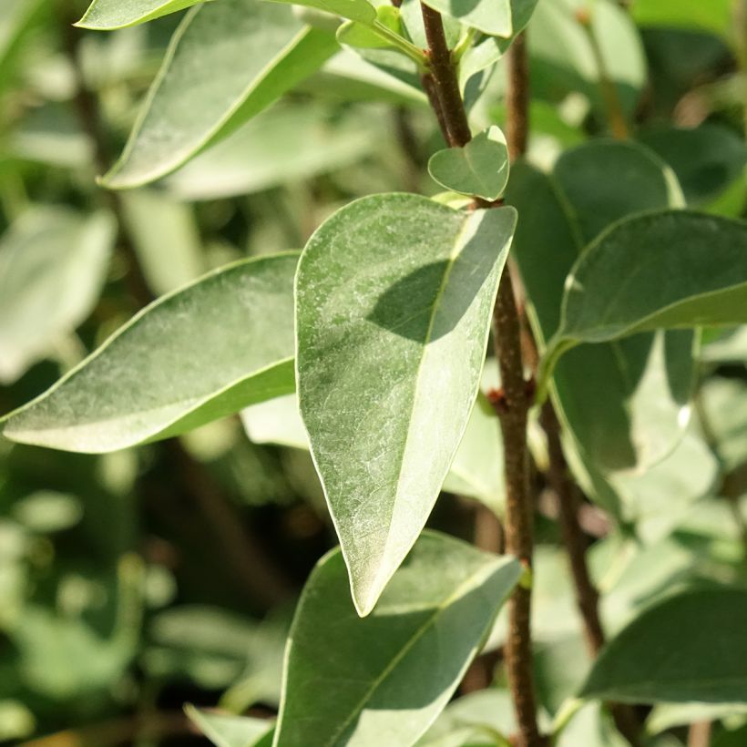 Lilas - Syringa chinensis Saugeana (Foliage)