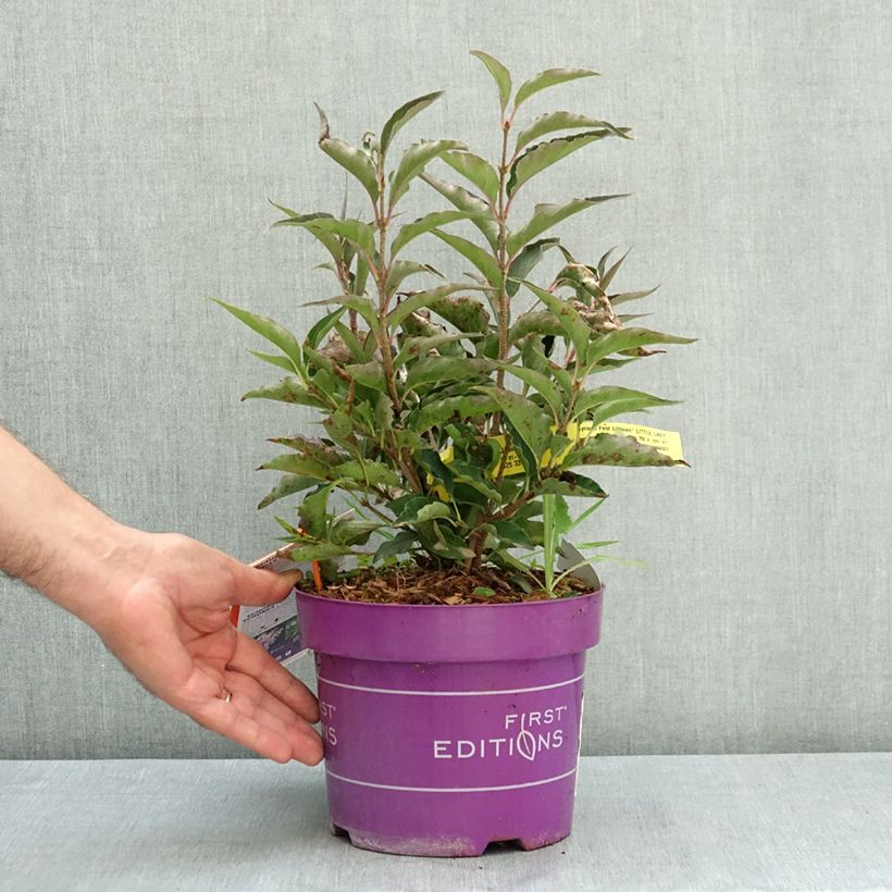 Spécimen de Lilas - Syringa Little Lady Pot de 3L/4L tel que livré en été