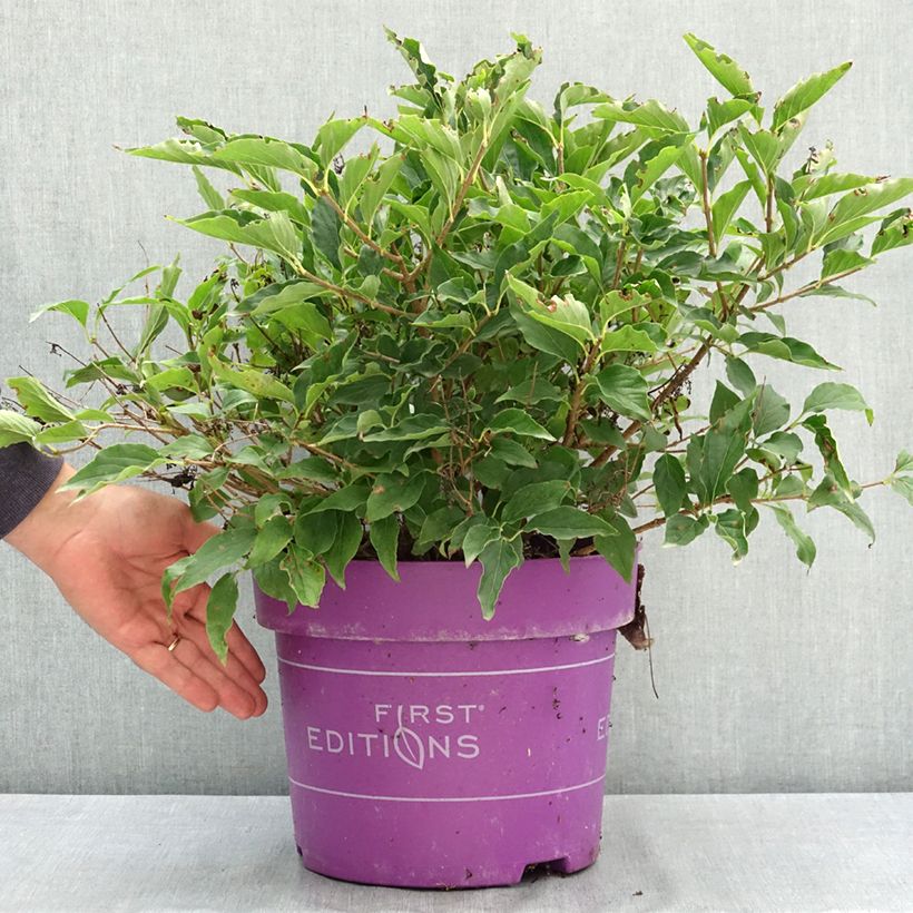 Spécimen de Lilas - Syringa Little Lady Pot de 7,5L/10L tel que livré en été