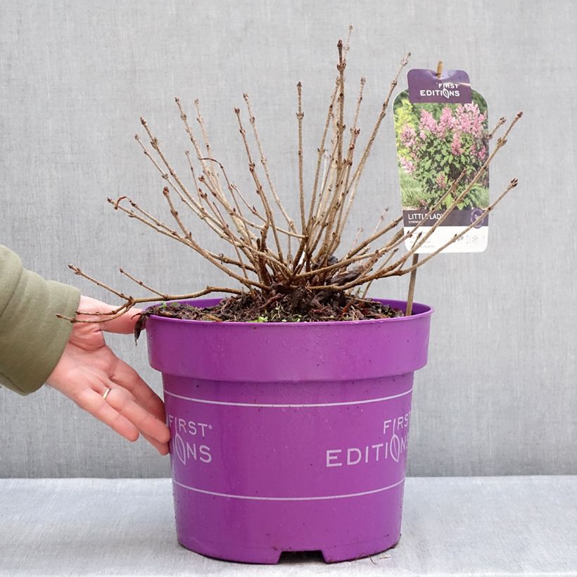 Example of Lilas - Syringa Little Lady Pot de 7,5L/10L as you get in hiver