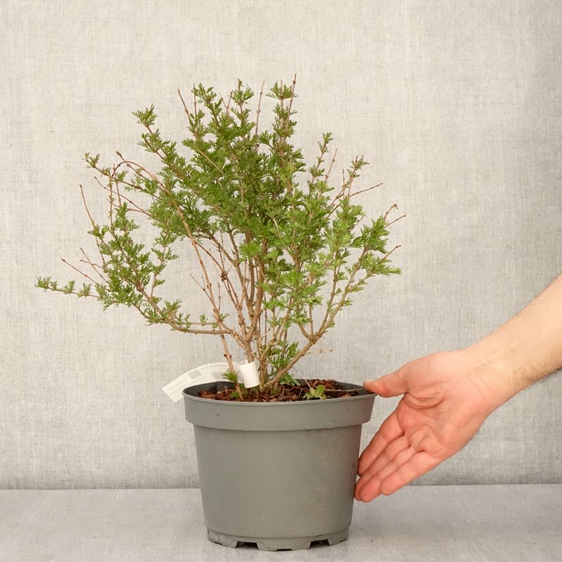 Spécimen de Lilas - Syringa protolaciniata Kabul Pot de 3L/4L tel que livré au printemps