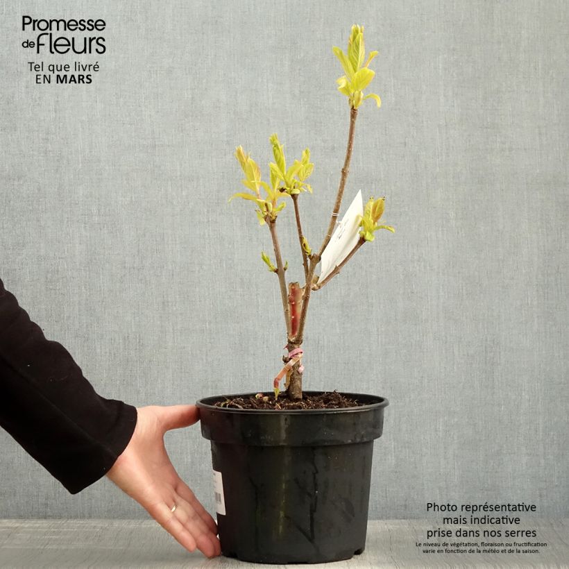 Example of Lilas - Syringa villosa Aurea Pot de 4L/5L as you get in printemps
