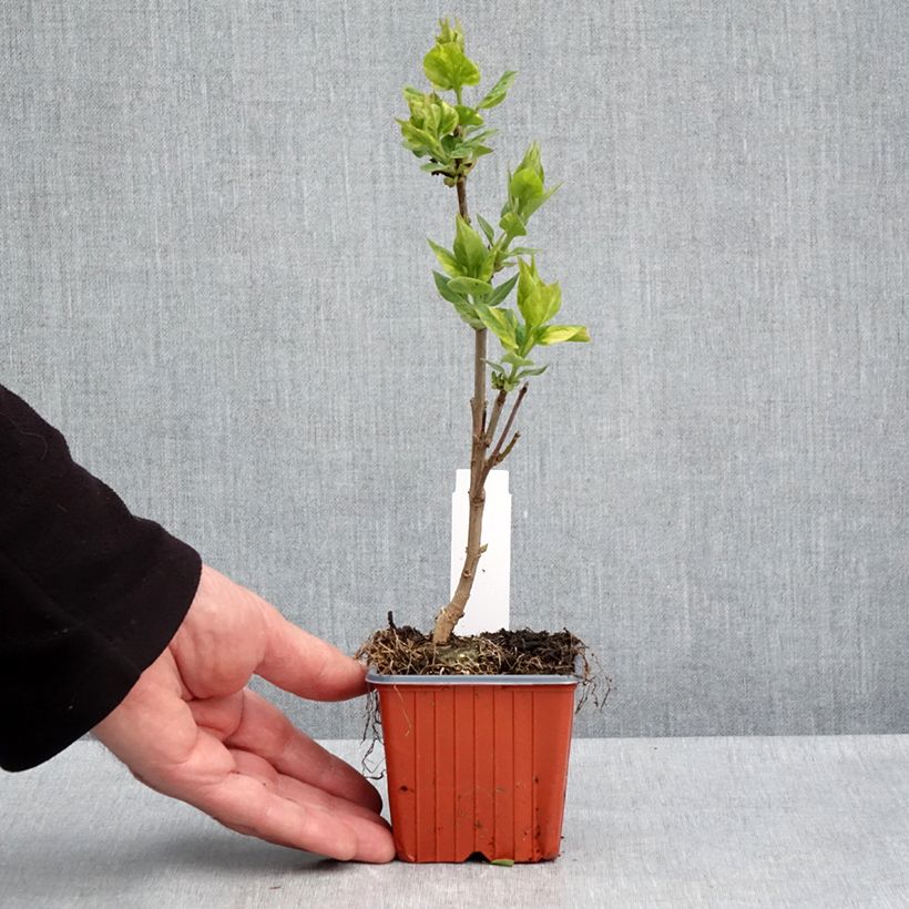 Example of Lilas - Syringa vulgaris Aucubaefolia Godet de 8/9 cm as you get in printemps