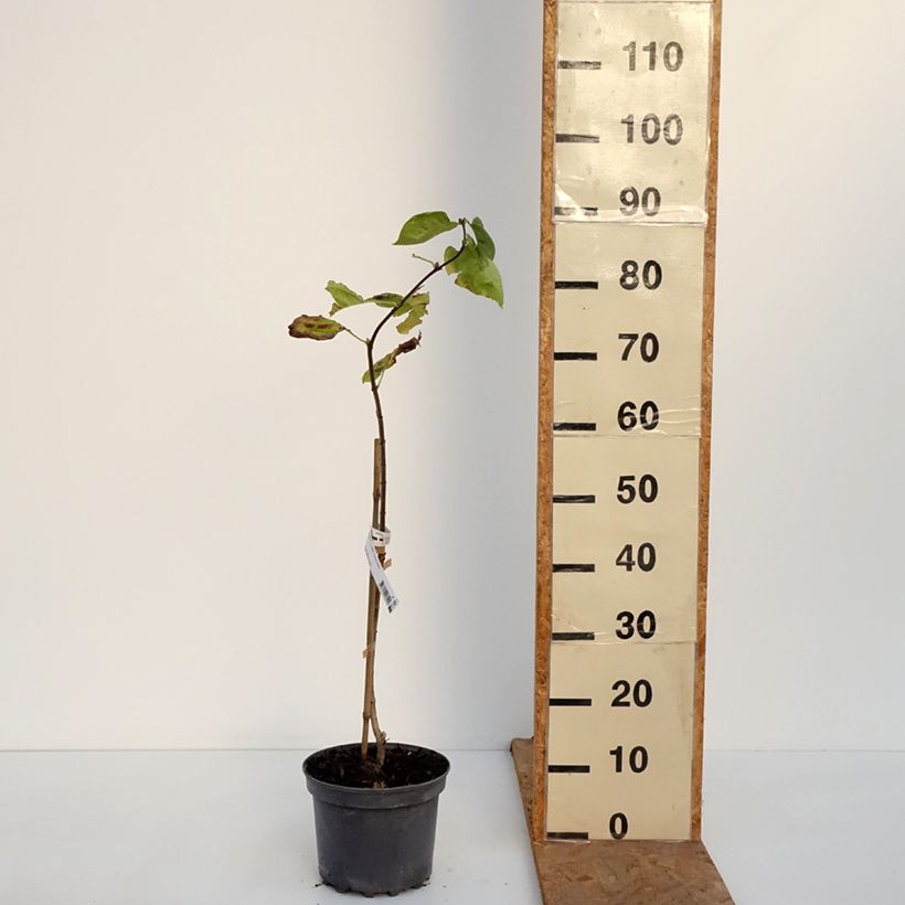 Example of Lilas - Syringa vulgaris Aucubaefolia Pot de 4L/5L as you get in automne