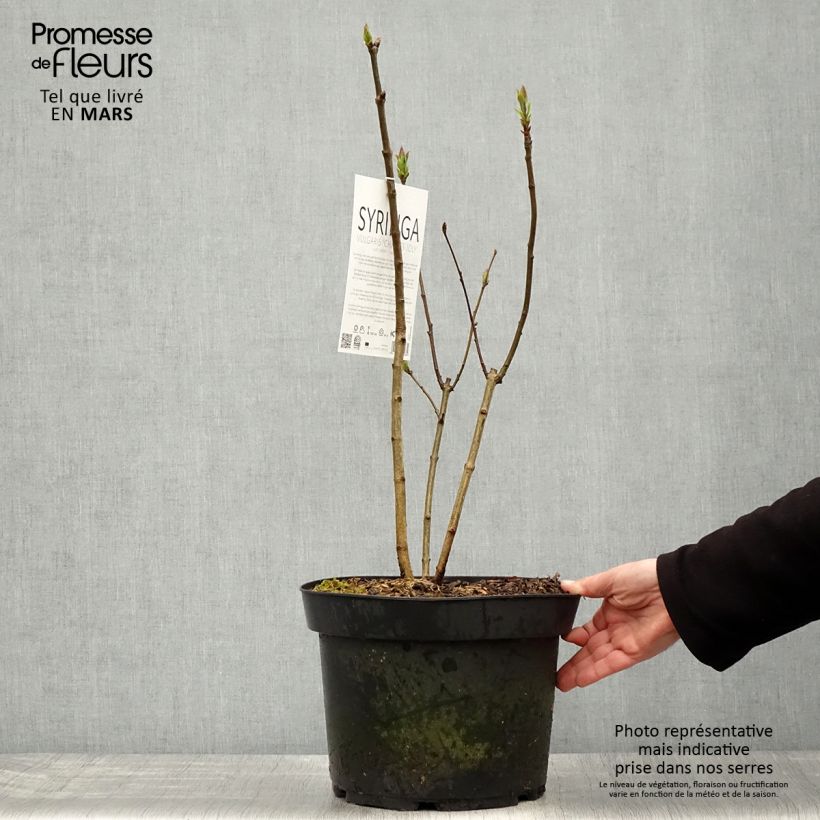 Example of Lilas - Syringa vulgaris Charles Joly Pot de 7,5L/10L as you get in printemps
