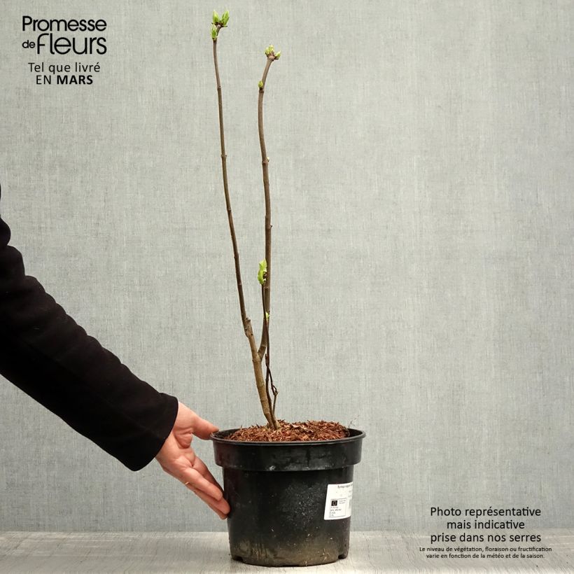 Example of Lilas - Syringa vulgaris Charles Joly Pot de 2L/3L as you get in printemps