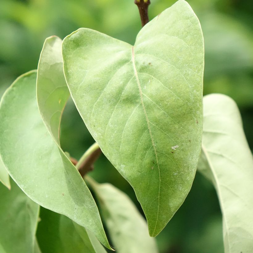 Lilas - Syringa vulgaris Katherine Havemeyer  (Feuillage)