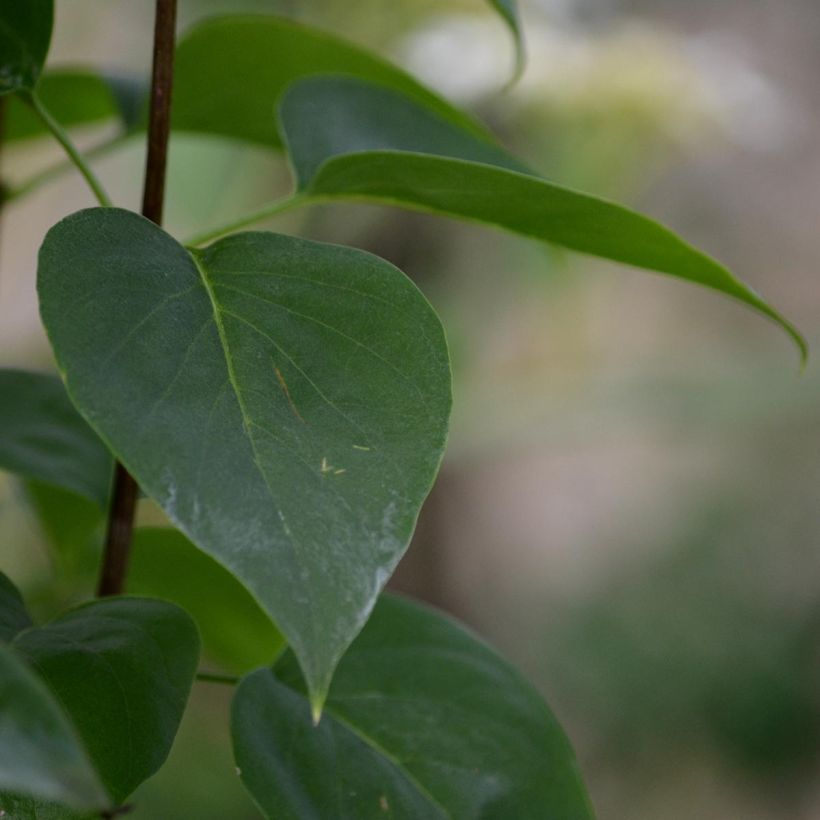 Lilas - Syringa vulgaris Madame Lemoine (Foliage)