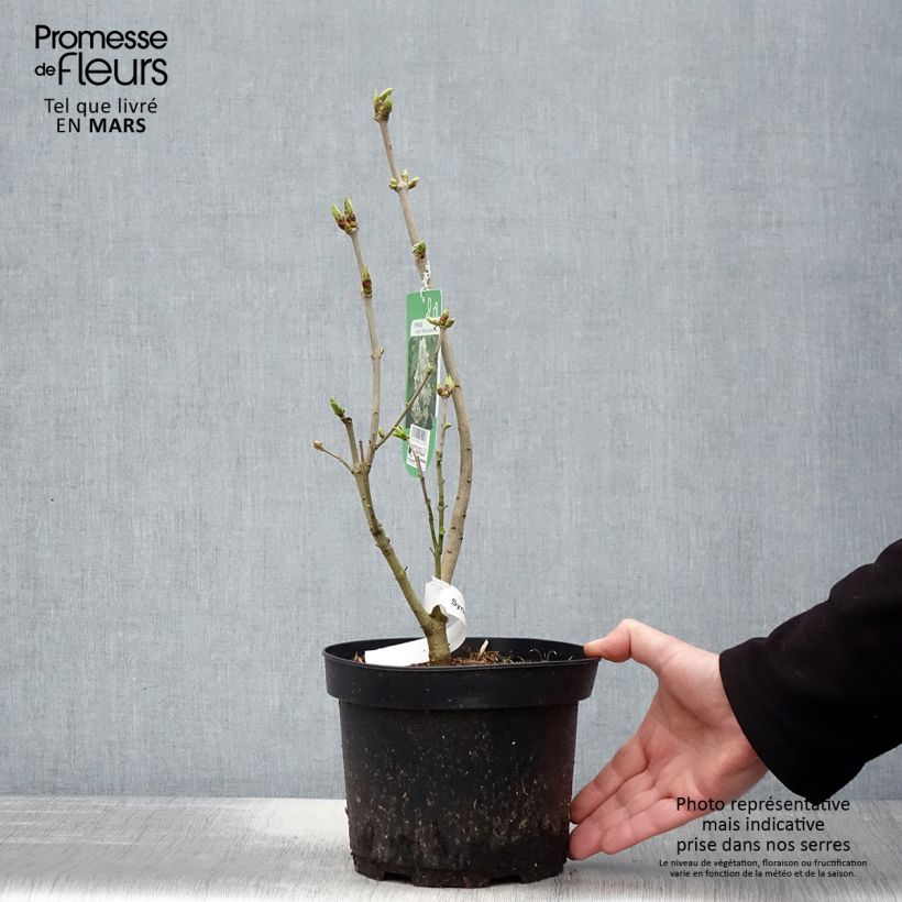 Example of Lilas - Syringa vulgaris Madame Lemoine Pot de 3L/4L as you get in printemps