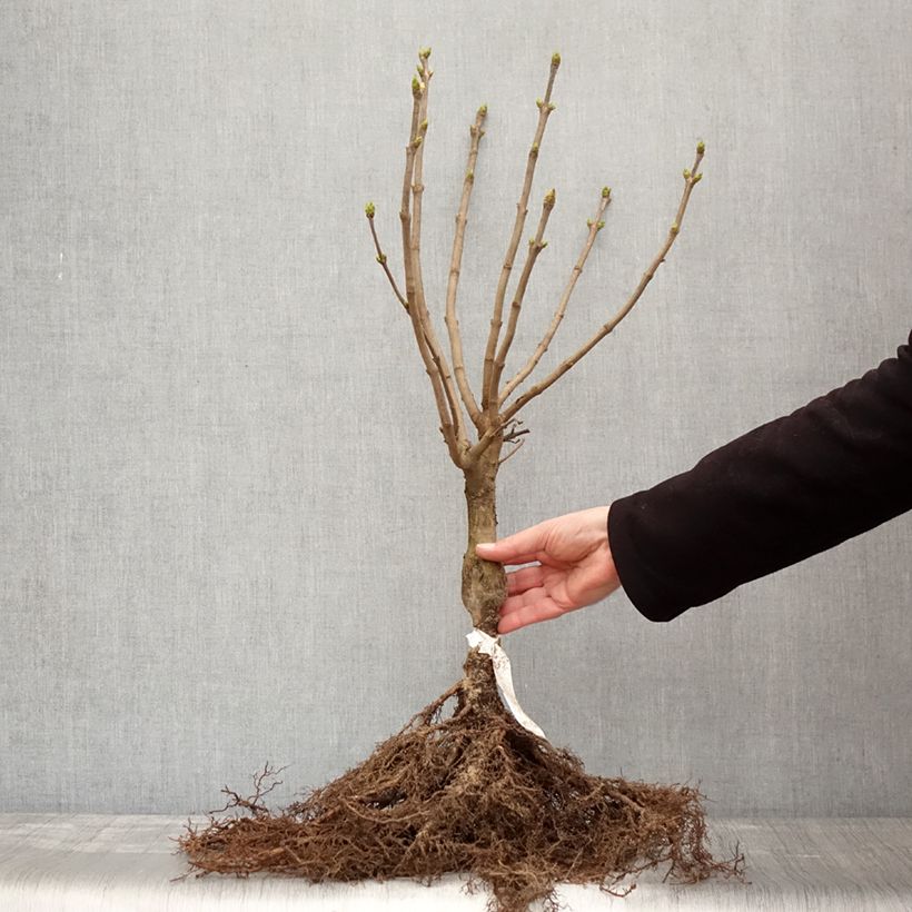 Example of Lilas - Syringa vulgaris Madame Lemoine Racines nues, Buisson, Ramifié 3/5tiges as you get in hiver