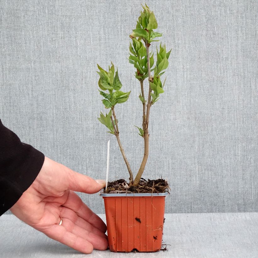 Example of Lilas - Syringa vulgaris Nadezhda Godet de 8/9 cm as you get in printemps