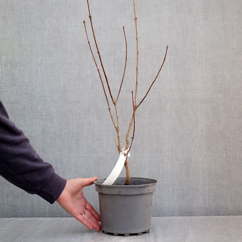 Spécimen de Lilas - Syringa vulgaris Nadezhda Pot de 4L/5L tel que livré en automne