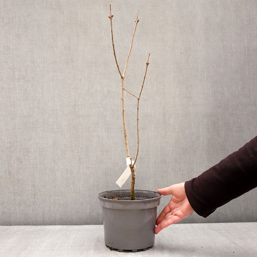 Example of Lilas - Syringa vulgaris Nadezhda Pot de 4L/5L as you get in hiver