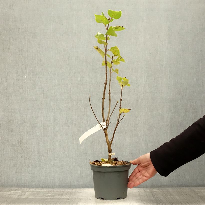 Spécimen de Lilas - Syringa vulgaris Président Grevy Pot de 4L/5L, Buisson, 3/4 branches tel que livré en automne
