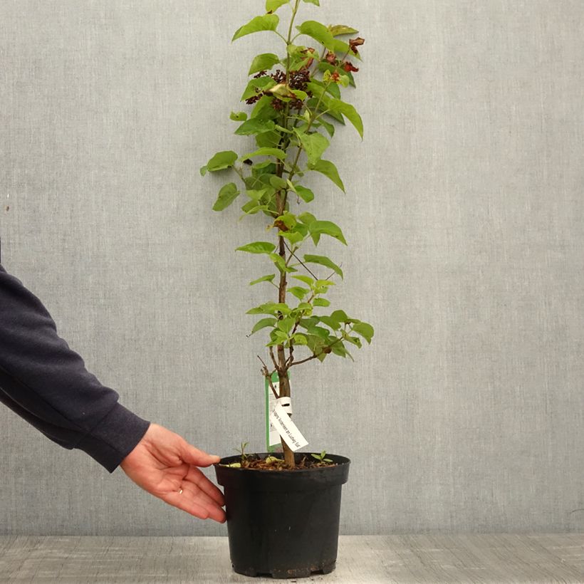 Spécimen de Lilas - Syringa vulgaris Souvenir de Louis Spaeth Pot de 2L/3L, Buisson, 3/4 branches tel que livré au printemps