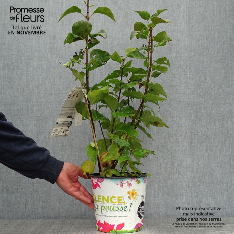 Spécimen de Lilas - Syringa vulgaris Zhemchuzhina Pot de 4L/5L, Buisson, 3/4 branches tel que livré en automne
