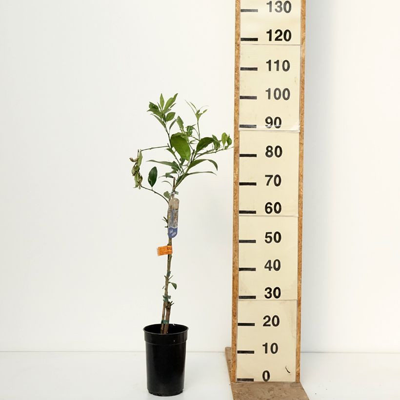 Spécimen de Limequat - Citrus x floridana Pot de 3L/4L, Touffe tel que livré en hiver