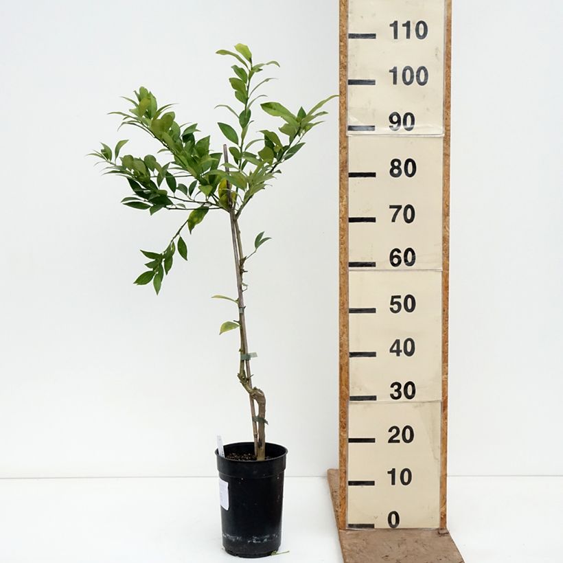Spécimen de Limequat - Citrus x floridana Pot de 3L/4L, Touffe tel que livré au printemps